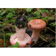 Мицелий Волнушки розовой / Волжанка (Lactarius torminosus)